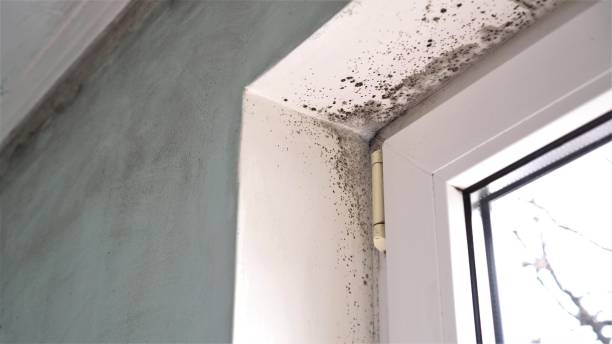 Best Basement Mold Remediation in Topanga, CA
