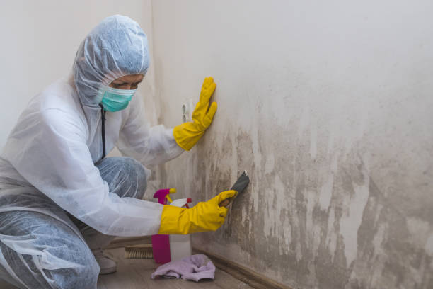 Best Residential Mold Remediation in Topanga, CA