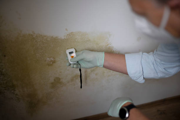 Topanga, CA Mold Remediation Company
