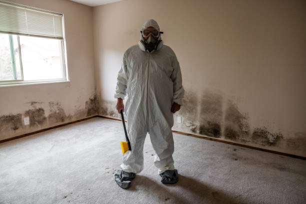 Best Attic Mold Remediation in Topanga, CA