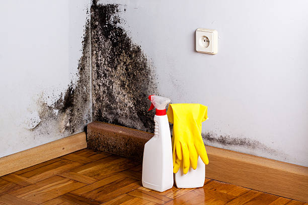 Best Black Mold Remediation in Topanga, CA
