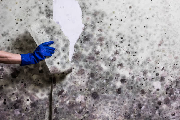 Best Industrial Mold Remediation in Topanga, CA